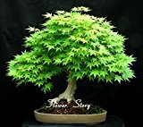 Selten Blau Maple Samen Bonsai-Baum-Pflanzen-Topfklage für DIY Hausgarten Japanischer Ahorn-Samen 20 PC / Kinds