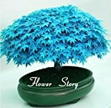 Selten Blau Maple Samen Bonsai-Baum-Pflanzen-Topfklage für DIY Hausgarten Japanischer Ahorn-Samen 20 PC / Kinds