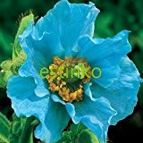 Seltene Blaue Himalaya-Mohn Hardy Blume 100pcs / lot Verzierung Mohnblumensamen-Hausgarten Bonsai-Blumen-Anlage