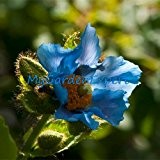 Seltene Blaue Himalaya-Mohn Hardy Blume 50pcs / lot Verzierung Mohnblumensamen-Hausgarten Bonsai-Blumen-Anlage