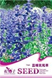 Seltene Blumen-blaue Schmetterlings Salbei-Samen, ursprüngliches Paket 50pcs Garten Bonsai Blumensamen, wachsen leicht Salvia officinalis