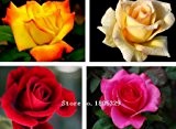 Seltene Blumen-Schwarz-Weiß-Rosen-Samen 100pcs / bag Blumensamen für Hausgarten-Balkonpflanzen DIY Blumen-Bonsais-Samen
