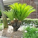 Seltene Cycas revoluta Riesiger Palmfarn mit Mehrfachstamm ca. 130-140 cm Gesamthöhe Stammhöhe ca. 40cm.