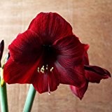 Seltene Lila Hippeastrum Rutilum Blume 23 Arten Farbe Amaryllis Samen Pflanzensamen DIY Hausgarten 100 Partikel / lot