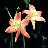 Seltene Lila Hippeastrum Rutilum Blume 23 Arten Farbe Amaryllis Samen Pflanzensamen DIY Hausgarten 100 Partikel / lot