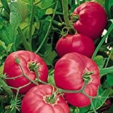 Seltene Marke Boy Hybrid Rose Pink Big Tomate sät, Profi-Pack, Tasty reiches Aroma 50 Samen / Packung