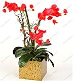 Seltene Orchideen Bonsai Balkon Blumen-blaue Schmetterlings-Orchidee Samen Schöner Garten Phalaenopsis-Orchideen-Samen -100 PCS