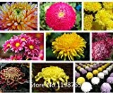 Seltene Oxalis versicolor Candy Cane Blumensamen,., 100 Samen / Pack, Welt Seltene Blumen für Garten-Ausgangspflanzen
