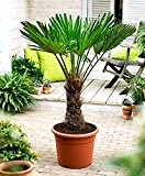 Seltene Palmen Kreuzung Trachycarpus Wagnerianus /Trachycarpus fortunei 50-60 cm. Frosthart bis - 18 Grad Celsius