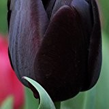 Seltene schwarze Tulpe Blumensamen Hochwertige Pflanzen Tulip Blumensamen 120 Stücke / Los