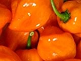 Seltene, sehr scharfe Chili-Sorte mit Aprikosenaroma - Scotch Bonnet orange - 20 Samen