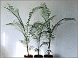 Seltene Zimmerpalme Palme Lytocaryum weddellianum. Für Sammler unentberlich. Größe der Palme 70-80 cm.