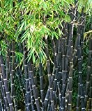 Seltener Schwarzer Bambus Phyllostachys nigra Rarität 1 Pflanze ca. 100-110 cm. Frosthart bis -20 Grad