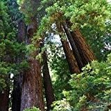 Sequoia sempervirens - Coastal Redwood - 20 Samen