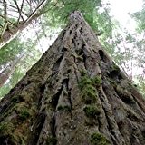 Sequoia sempervirens - Küsten-Mammutbaum - 30 Samen