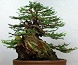 Sequoia sempervirens - Küstenmammutbaum - 20 Samen