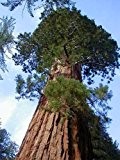 Sequoiadendron giganteum - Berg-Mammutbaum - 50 Samen