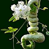 Serpent Gourd Seed lange wie Schlange Obst und Gemüse über 1,5 m Kürbis-Samen Jahreszeiten leicht Snake Beans Essbare