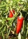 Serrano Chili - rote Früchte - 50 Samen - Capsicum annum - mexikanisches Chili