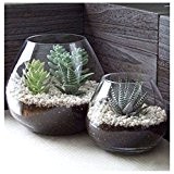 Set aus 2 dekorativen Modernen runden klarglas-Vasen/-Schalen, dienen als Kerzenleuchter/Pflanzenterrarien