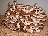 Shiitake - Bio Pilzzucht ca. 3 kg Pilzbrut Pilze züchten