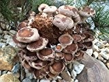 Shiitake BIO Pilzzuchtkultur - Pilze selber züchten