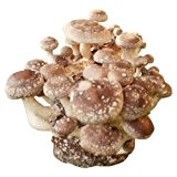 Shiitake-Pilzzuchtkultur mit Pilzzuchtbag Pilzzucht Pilze selbst züchten
