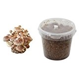 Shiitake-Substratbrut Pilzbrut, Pilze selber züchten, Pilzzucht