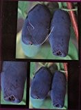 Sibirische Blaubeere - Lonicera Kamtschatica - Maibeere - saftige Früchte, absolut winterhart