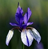 Sibirische blaue Sumpfschwertlilie / Iris sibirica 'Blau' im 9x9 cm Topf