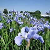 Sibirische Schwertlilie ( Iris sibirica HIMMEL VON KOMI )