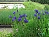 Sibirsche Schwertlilie dunkelblau (Iris sibirica) A070