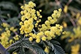 Silber-Akazie (Acacia dealbata) 20 Samen -Falsche Mimose-
