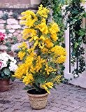 Silberakazie 50 Samen / Pack - Falsche Mimose - Acacia dealbata - ein edles mediterranes Gehölz