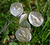 Silberblatt -Lunaria annua- 8 Samen 'Einjähriges Silberblatt''