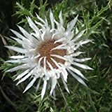 Silberdistel ( Carlina acaulis ssp. simplex )