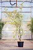 Silberölweide Zempin, 80-100 cm, Zierstrauch winterhart, Busch für Sonne-Halbschatten, Gartenpflanzen gelb blühend, Weide, im Topf