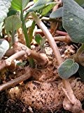 Sinningia cardinalis - Caudexpflanze - 15 Samen