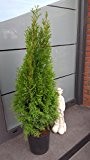 Smaragd Lebensbaum Thuja occidentalis Smaragd 100 - 125 cm hoch im 7 Liter Pflanzcontainer