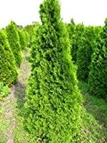 Smaragd Lebensbaum Thuja occidentalis Smaragd 40 - 50 cm hoch im 2 Liter Pflanzcontainer