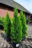 Smaragd Lebensbaum Thuja occidentalis Smaragd 80 - 100 cm hoch im 5 Liter Pflanzcontainer