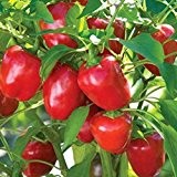 Snack Paprika - Mini Blockpaprika für Balkon und Terrasse - süß und mild - Mini Bell rot - 20 Samen