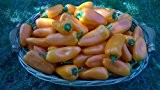 Snackpaprika Orange -Lecker & Süß-