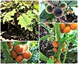Solanum quitoense 5 Samen (Lulo, Naranjilla,Jurassica)