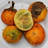 Solanum Quitoense Seeds