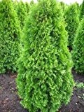 Solitär Smaragd Lebensbaum Thuja occidentalis Smaragd 100 - 125 cm hoch im 7,5 Liter Pflanzcontainer