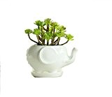 somarke Keramik-Blumentopf in Tier-Form, weißes Porzellan, Sukkulenten-Blumentopf, Heim/Garten-Vase, Mini-Ziertöpfe