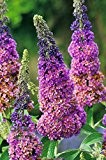Sommer-Flieder 'Flower Power' (Buddleja Davidii) - Mehrfarbiger Schmetterlingsflieder vom Testsieger Garten Schlüter
