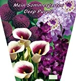 Sommerblumen Mix Deep Purple 13 Knollen