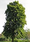 Sommerlinde 20 Samen - Winterhart -''Tilia platyphyllos'' Auch Bonsai geeignet